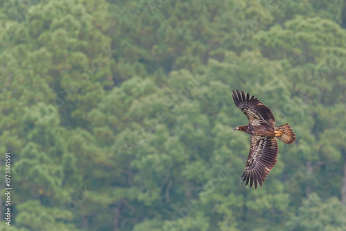 Juvenile Bald Eagle soaring over West Point Dam over a river in Alabama.