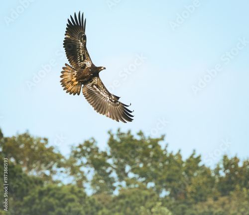 Juvenile Bald Eagle soaring over West Point Dam over a river in Alabama.