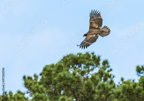 Juvenile Bald Eagle soaring over West Point Dam over a river in Alabama.
