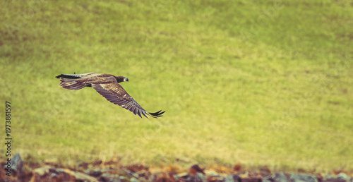 Juvenile Bald Eagle soaring over West Point Dam over a river in Alabama.