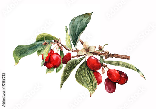 Obraz na płótnie Branch of ripe dogwood