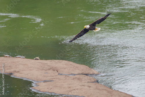 American Bald Eagle flying over the river at West Point Dam in Alabama.