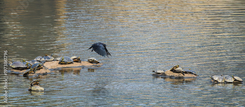 Raven flying across the river with mud turtles in the background at West Point Dam in Alabama.