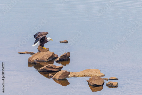 American Bald Eagle fishing from rocks in a river at West Point Dam in Alabama.