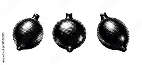 Seaweed air bladder A realistic seaweed air bladder with rounded inflated form and smooth surface, shown as the same air bladder in three different angles.