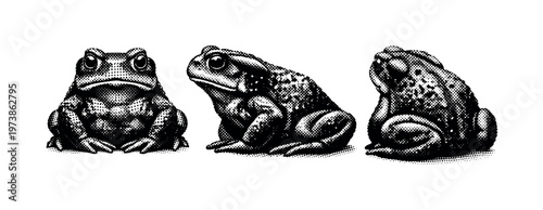 Common toad sitting posture A realistic common toad in a seated resting pose represented as one object displayed in three views: front seated view, side seated