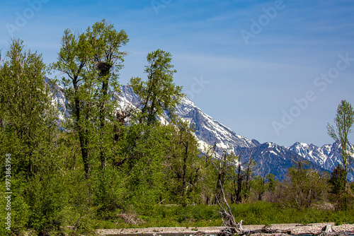 Eagles nest in the Grand Tetons from the Snake River in Grand Teton National Park, Wyoming, USA