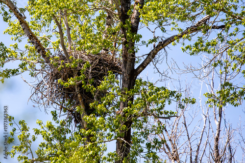 Eagles nest in the Grand Teton National Park, Wyoming, USA
