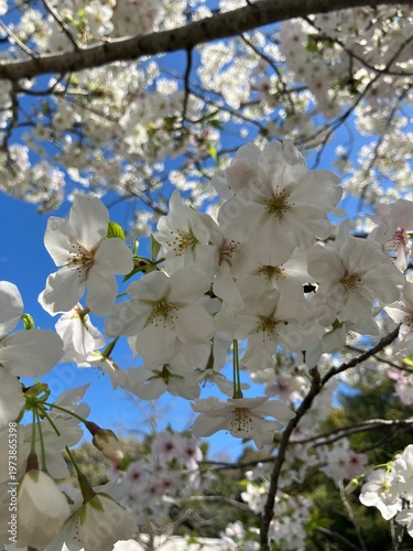 快晴の空と桜