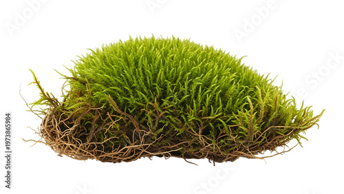 A vibrant green moss clump with exposed roots on transparent background