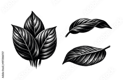 Houseplant leaves cluster, a realistic cluster of houseplant leaves shown front-facing, side layered view, and underside view as three object studies