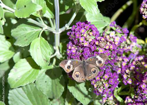 Above top view of one male Buckeye Butterfly on small purple flowers.
