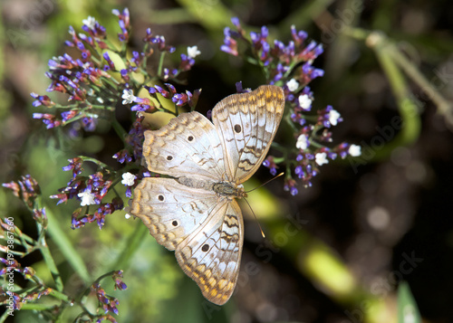Above view of one White Peacock butterfly on large green leaves.