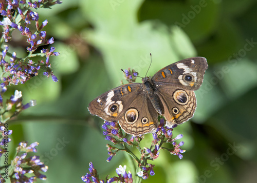 Above top view of one male Buckeye Butterfly on small purple flowers.