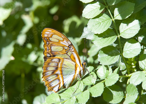 Close up profile view of one Malachite butterfly perched on leafy green bush.