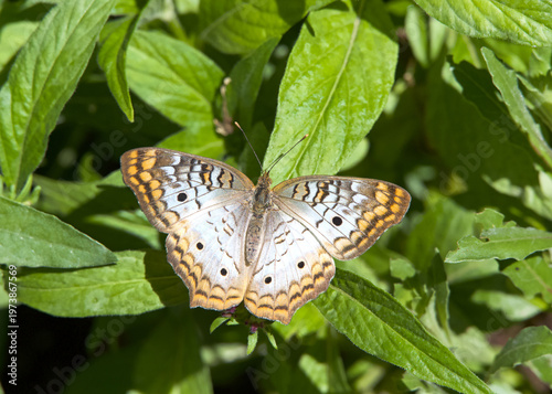 Above view of one White Peacock butterfly on large green leaves.