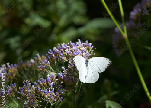 One Southern White Butterfly fluttering on a cluster of purple flowers