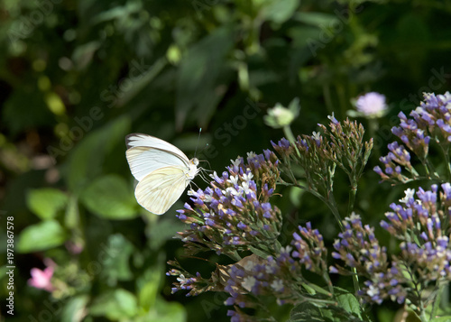 Profile view of one Southern White butterfly on a cluster of purple flowers
