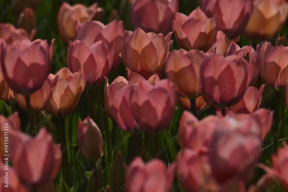 Obraz premium Aerial view of tulip fields on hillside in Csakvar TulipGarden
