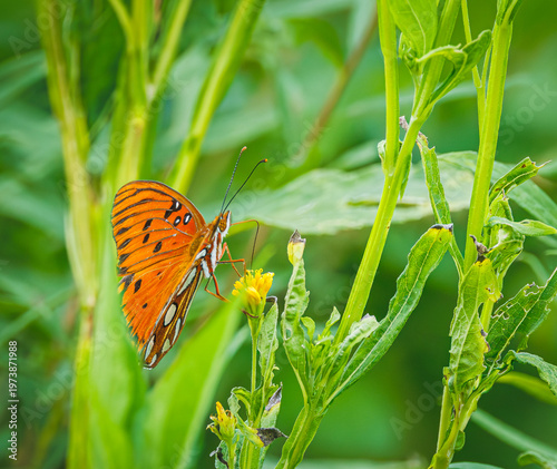 Orange butterfly a park in West Point Dam in Alabama.