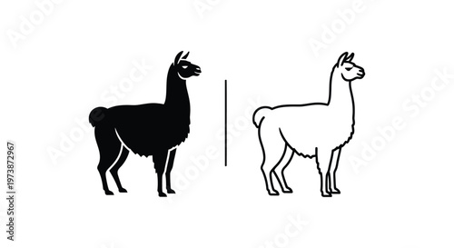 Llama Breed Comparison Guide: Black vs White Vector