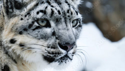 snow leopard portrait