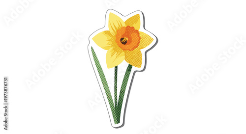 Single yellow daffodil flower with green leaves isolated on white background