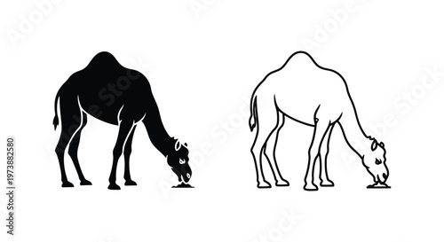 Camel vs Dromedary: Grazing Habits Comparison Vector