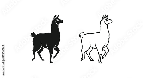 Llamas vs Alpacas: Distinct Animal Comparison Guide Vector
