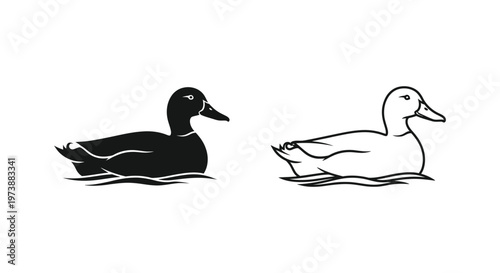 Ducks Swimming Guide: Male vs Female Ducks Vector