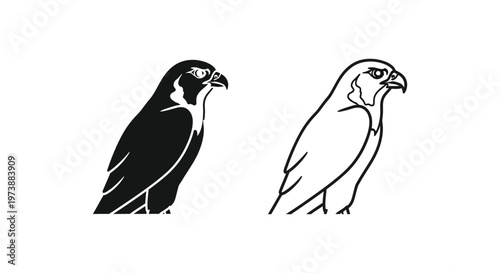 Eagle vs Hawk: Bird of Prey Illustration Guide Vector