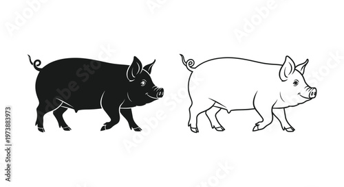 Pig Breeds Comparison: Black vs White Pig Vector