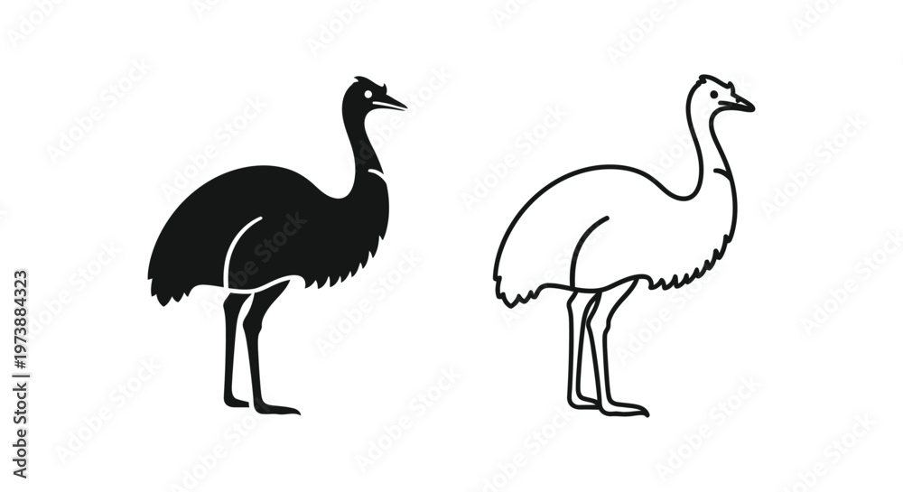 Fototapeta premium Emus vs Ostriches: Flightless Bird Comparison Vector