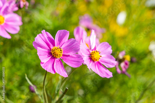 Pink Cosmos flowers in the summer sunlight - Cosmos bipinnatus