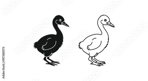 Black and White Ducks Illustration: Cute Waterfowl Art Vector