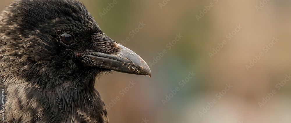 Fototapeta premium Close-up portrait of black crow head showing detailed feathers and beak against blurred natural background for wildlife photography projects.