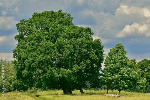 Landscape with an oak tree and a log in the park in the summer, Warwickshire, West Midlands, England, UK