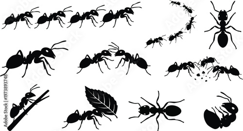 Black Ant Silhouettes in Various Poses and Groupings.