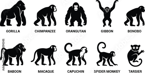 Black Silhouettes of Ten Different Primate Species with Names.