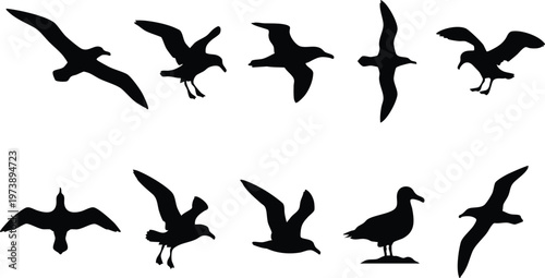 Ten Albatross Silhouettes in Various Flying and Standing Poses.
