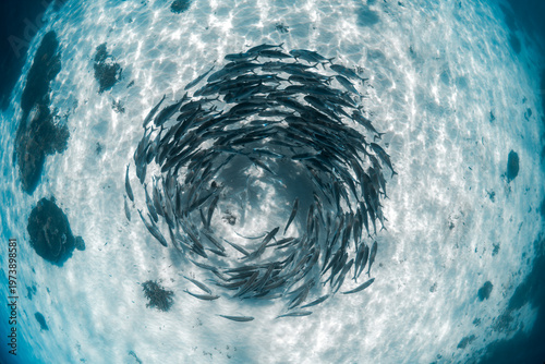 Foto Large school of trevally fish forming a swirling bait ball above a coral reef in the clear blue water of Lady Elliot Island, Great Barrier Reef, Queensland, Australia