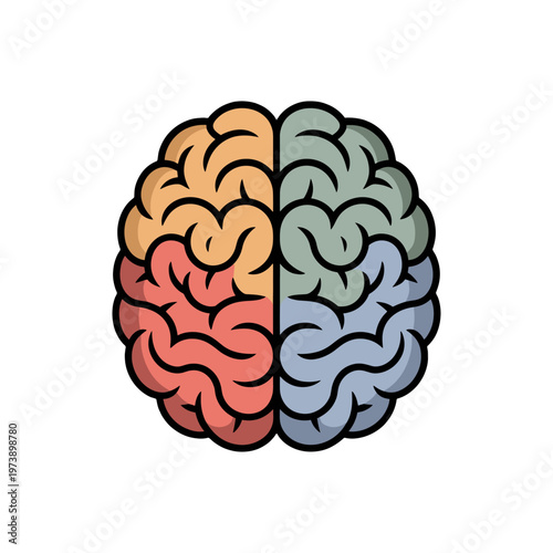 An illustrated brain divided into four parts, each in a different color.