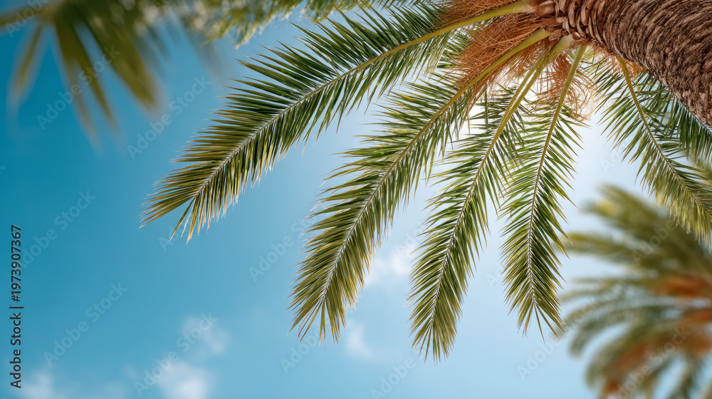 Fototapeta premium Sunny day with palm tree leaves against a clear blue sky