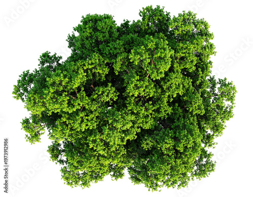 Bird's-eye view of lush green tree canopy isolated against a stark black backdrop