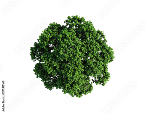 Top-down view of a dense, rounded green tree against a black background