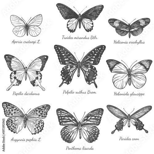 engraving set of butterflies