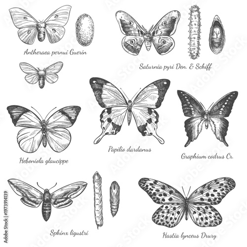 engraving etching set of butterflies