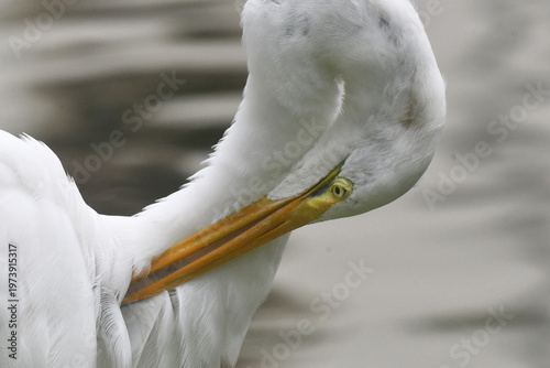 Wallpaper Mural Garça Diva se banhando a beira do lago do Museu da República - Palácio do Catete - RJ Torontodigital.ca