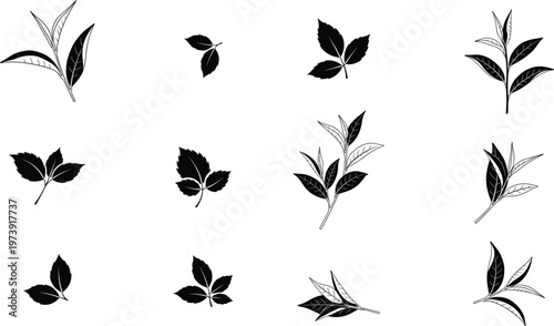 Botanical silhouettes a collection of delicate plant and leaf impressions