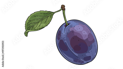 Fresh Plum Fruit Illustration with Leaf - Healthy Food Ingredient Graphic